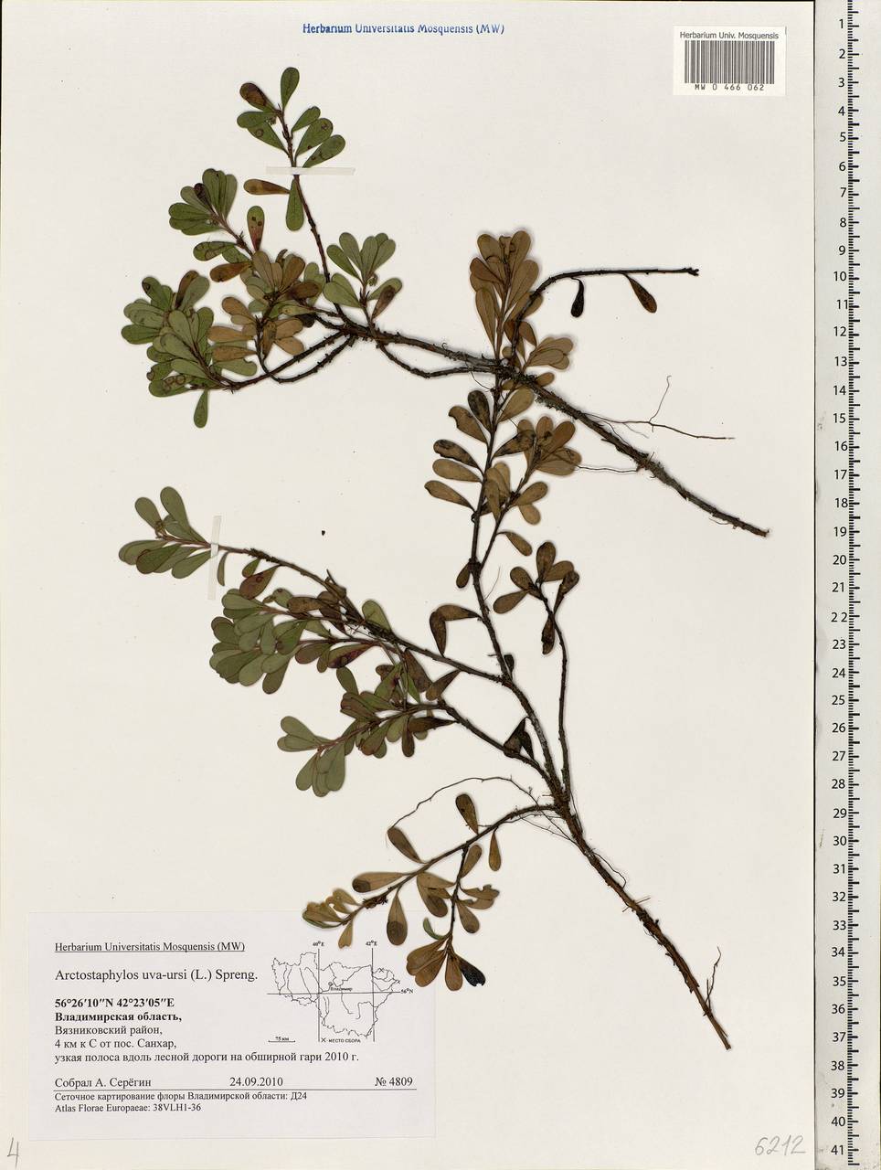 Arctostaphylos uva-ursi (L.) Spreng., Eastern Europe, Central region (E4) (Russia)