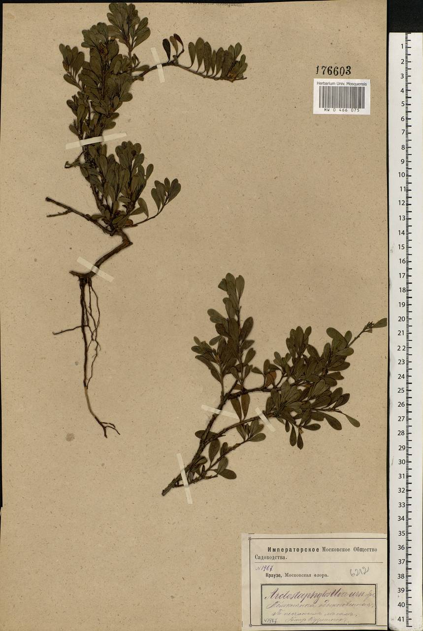 Arctostaphylos uva-ursi (L.) Spreng., Eastern Europe, Moscow region (E4a) (Russia)