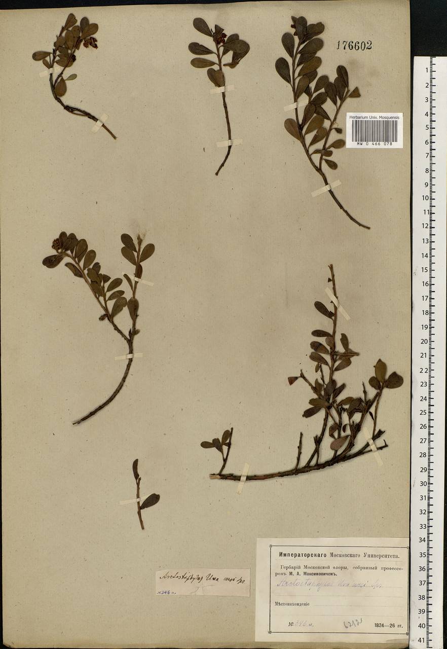 Arctostaphylos uva-ursi (L.) Spreng., Eastern Europe, Moscow region (E4a) (Russia)