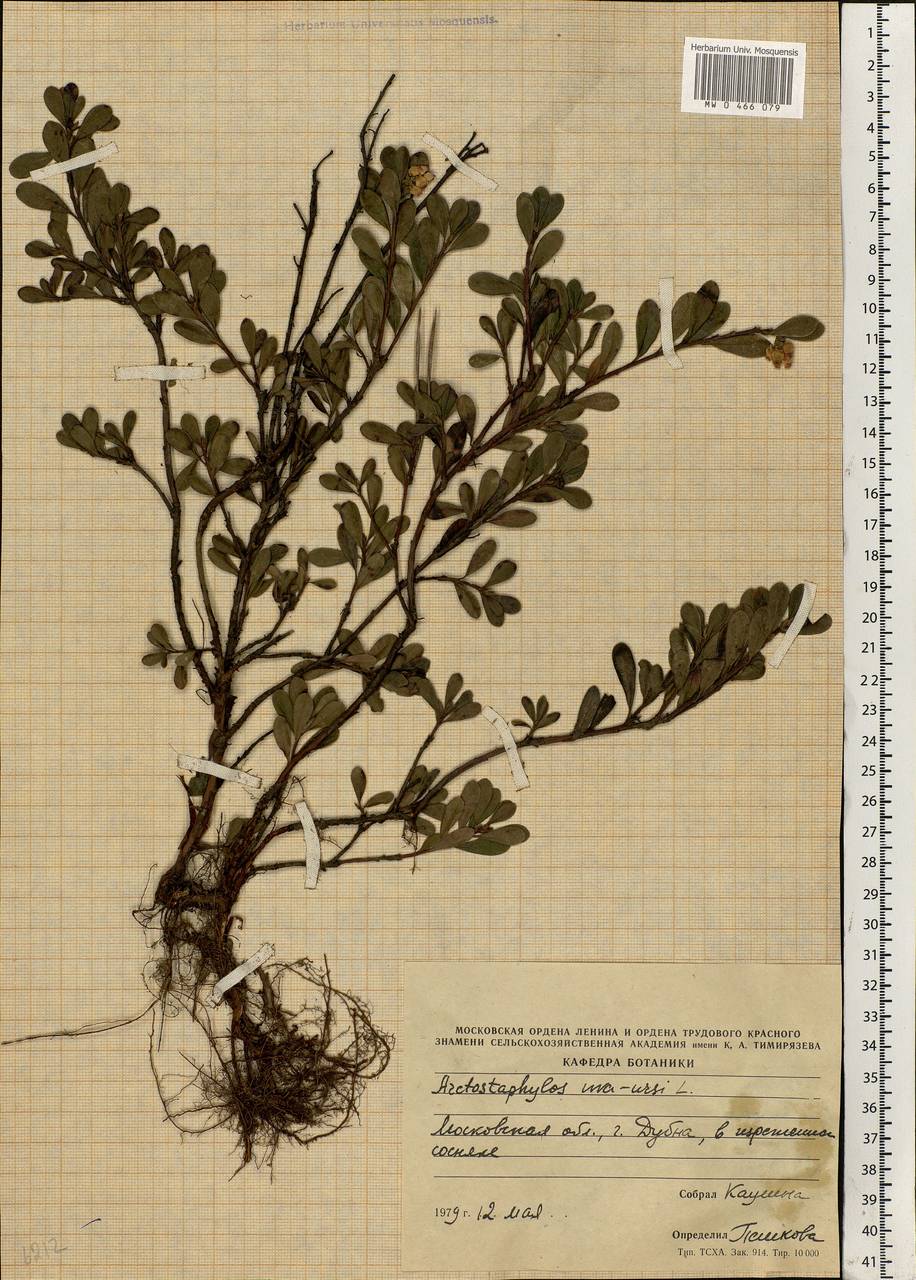 Arctostaphylos uva-ursi (L.) Spreng., Eastern Europe, Moscow region (E4a) (Russia)