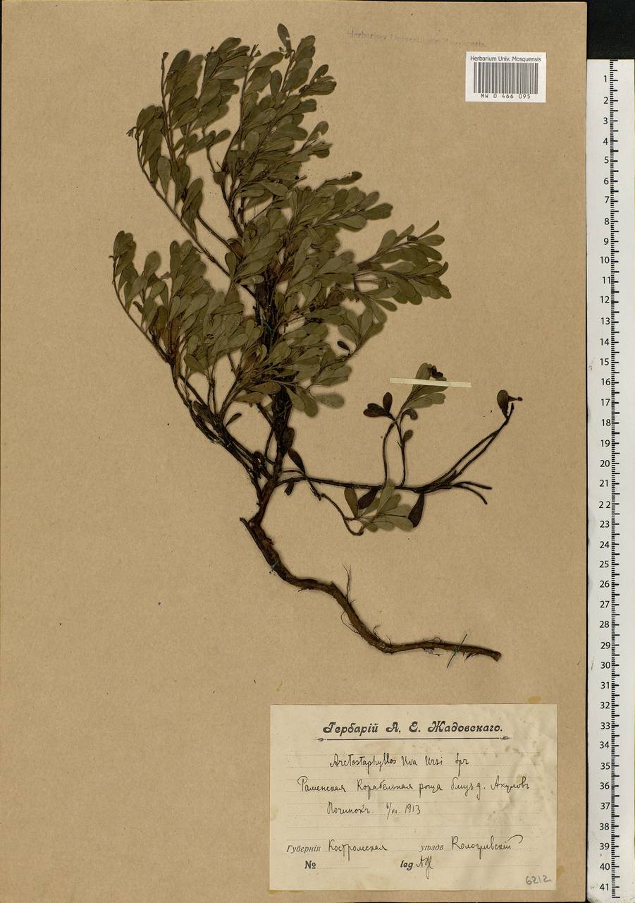 Arctostaphylos uva-ursi (L.) Spreng., Eastern Europe, Central forest region (E5) (Russia)