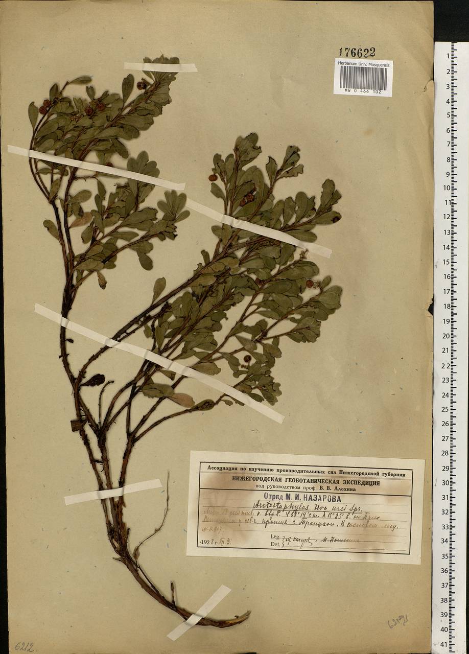 Arctostaphylos uva-ursi (L.) Spreng., Eastern Europe, Central forest region (E5) (Russia)