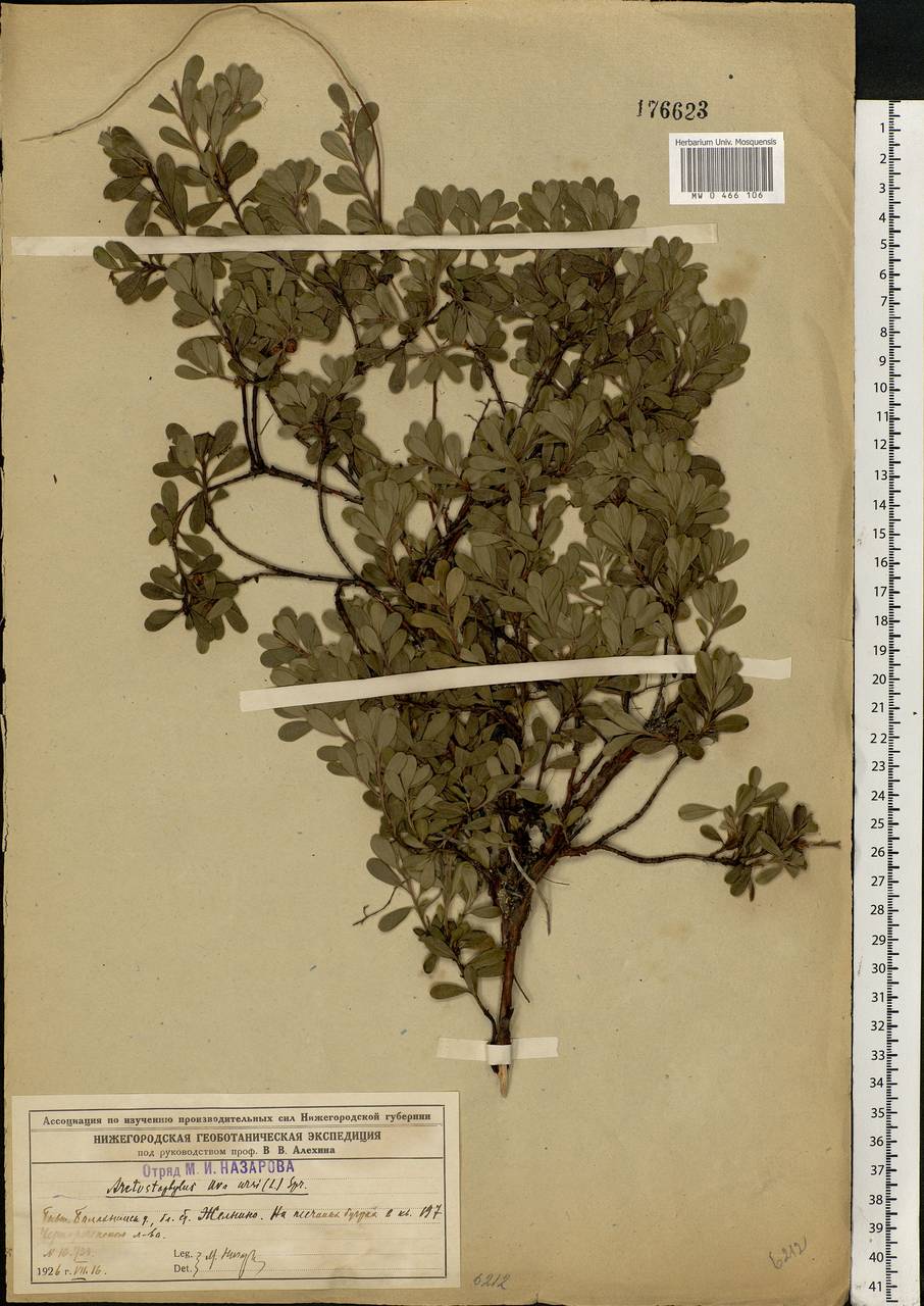 Arctostaphylos uva-ursi (L.) Spreng., Eastern Europe, Volga-Kama region (E7) (Russia)