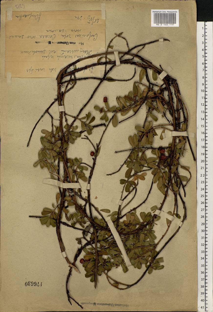 Arctostaphylos uva-ursi (L.) Spreng., Eastern Europe, Middle Volga region (E8) (Russia)