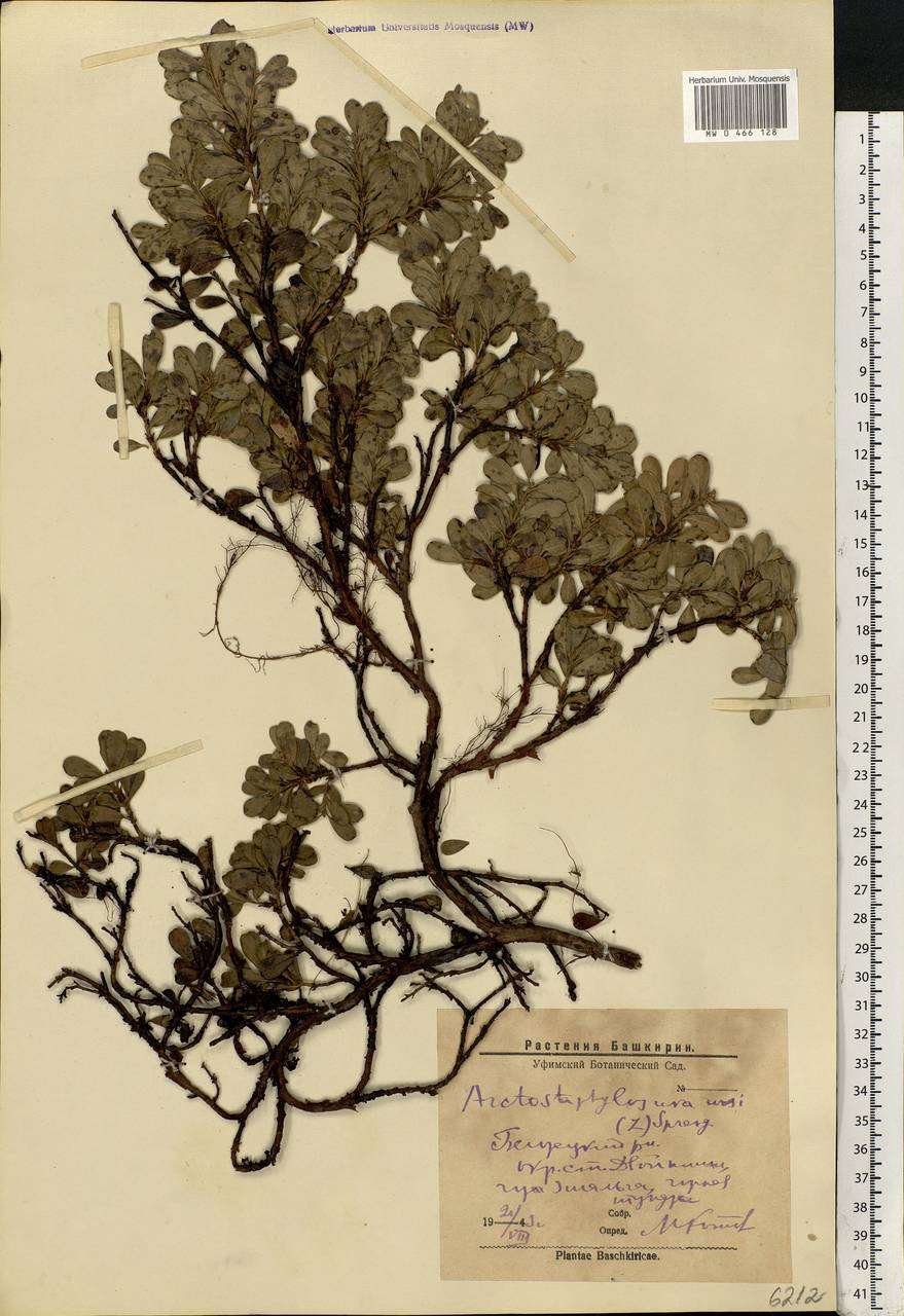 Arctostaphylos uva-ursi (L.) Spreng., Eastern Europe, Eastern region (E10) (Russia)