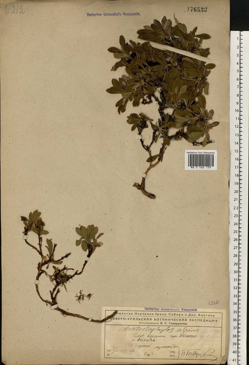 Arctostaphylos alpinus (L.) Spreng., Eastern Europe, Northern region (E1) (Russia)
