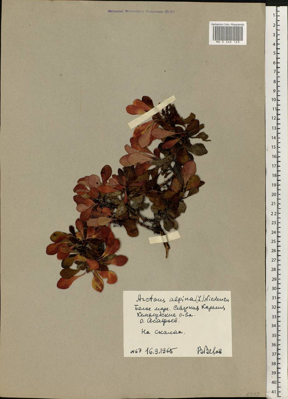 Arctostaphylos alpinus (L.) Spreng., Eastern Europe, Northern region (E1) (Russia)