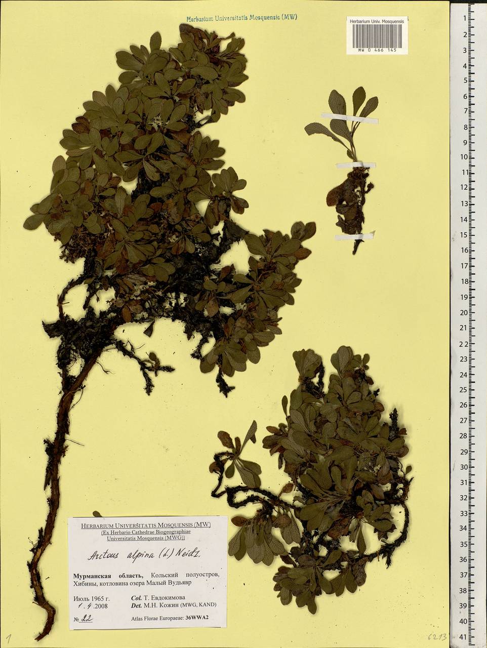 Arctostaphylos alpinus (L.) Spreng., Eastern Europe, Northern region (E1) (Russia)