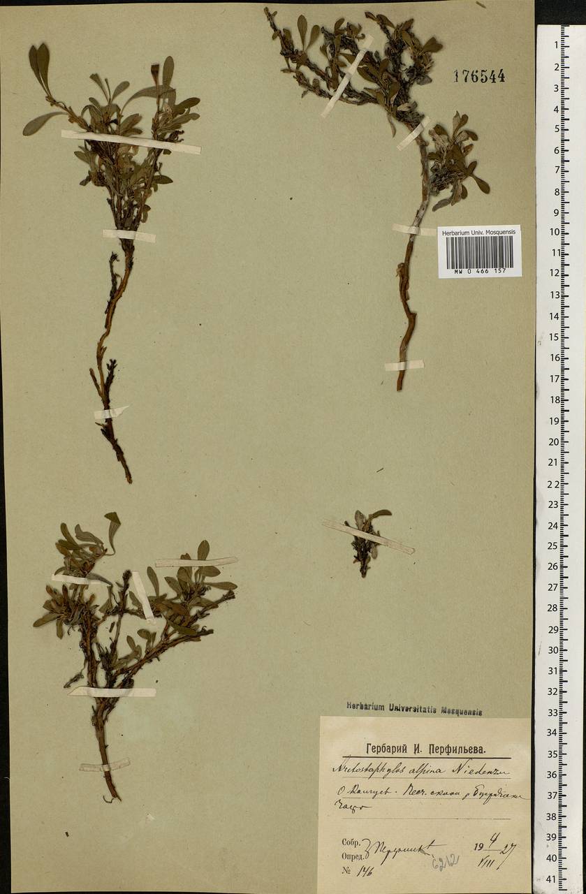 Arctostaphylos alpinus (L.) Spreng., Eastern Europe, Northern region (E1) (Russia)