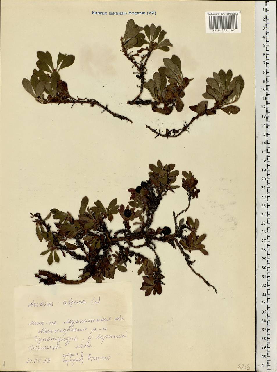 Arctostaphylos alpinus (L.) Spreng., Eastern Europe, Northern region (E1) (Russia)