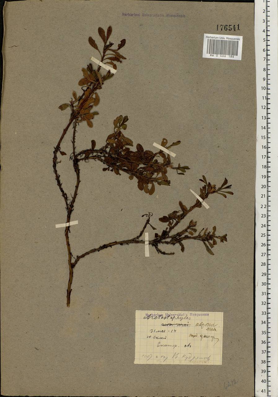 Arctostaphylos alpinus (L.) Spreng., Eastern Europe, Northern region (E1) (Russia)