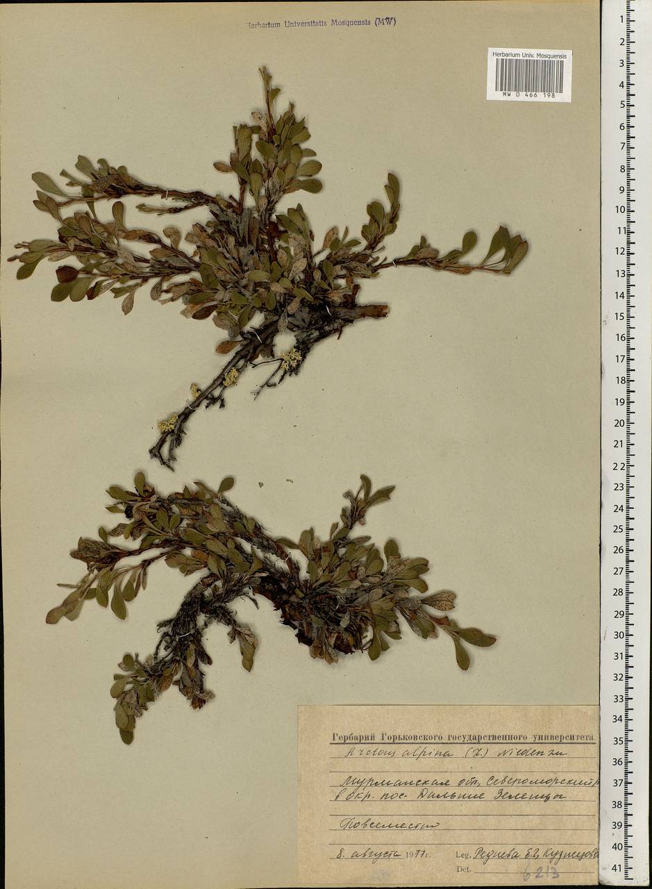 Arctostaphylos alpinus (L.) Spreng., Eastern Europe, Northern region (E1) (Russia)