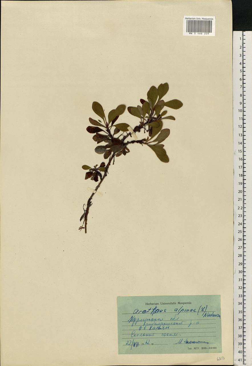 Arctostaphylos alpinus (L.) Spreng., Eastern Europe, Northern region (E1) (Russia)