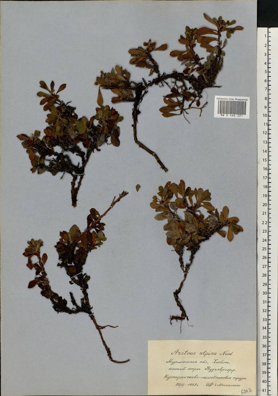 Arctostaphylos alpinus (L.) Spreng., Eastern Europe, Northern region (E1) (Russia)