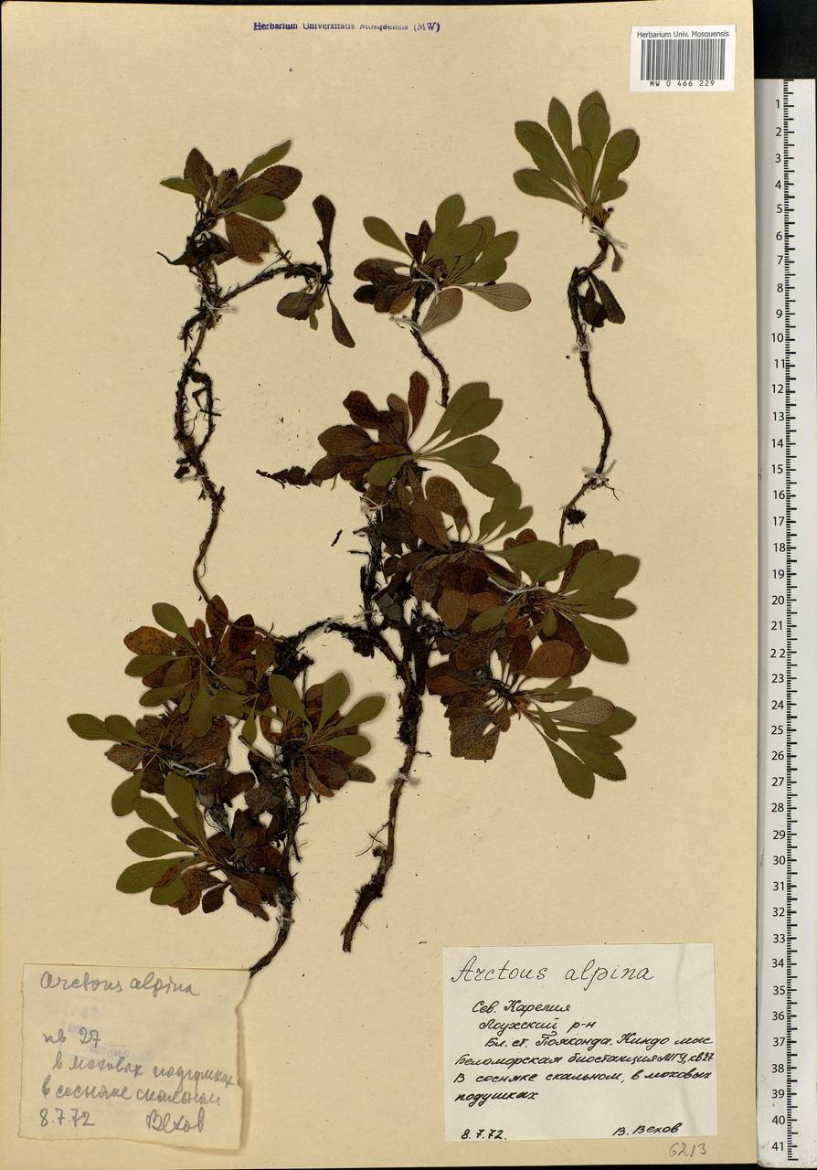 Arctostaphylos alpinus (L.) Spreng., Eastern Europe, Northern region (E1) (Russia)