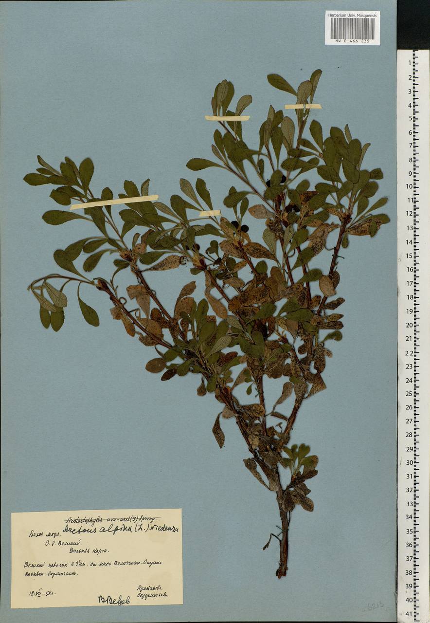 Arctostaphylos alpinus (L.) Spreng., Eastern Europe, Northern region (E1) (Russia)