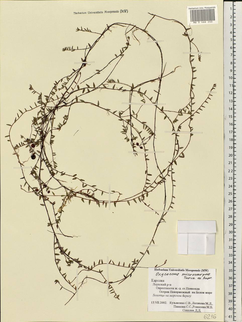 Vaccinium microcarpum (Turcz. ex Rupr.) Schmalh. ex Busch, Eastern Europe, Northern region (E1) (Russia)