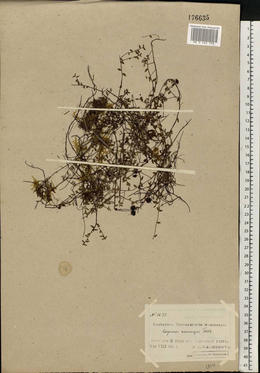 Vaccinium microcarpum (Turcz. ex Rupr.) Schmalh. ex Busch, Eastern Europe, Northern region (E1) (Russia)