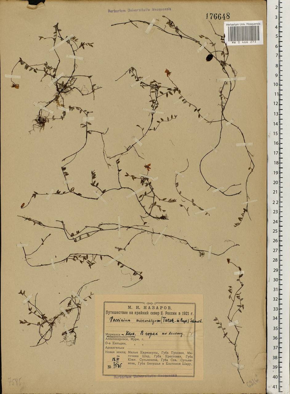 Vaccinium microcarpum (Turcz. ex Rupr.) Schmalh. ex Busch, Eastern Europe, Northern region (E1) (Russia)