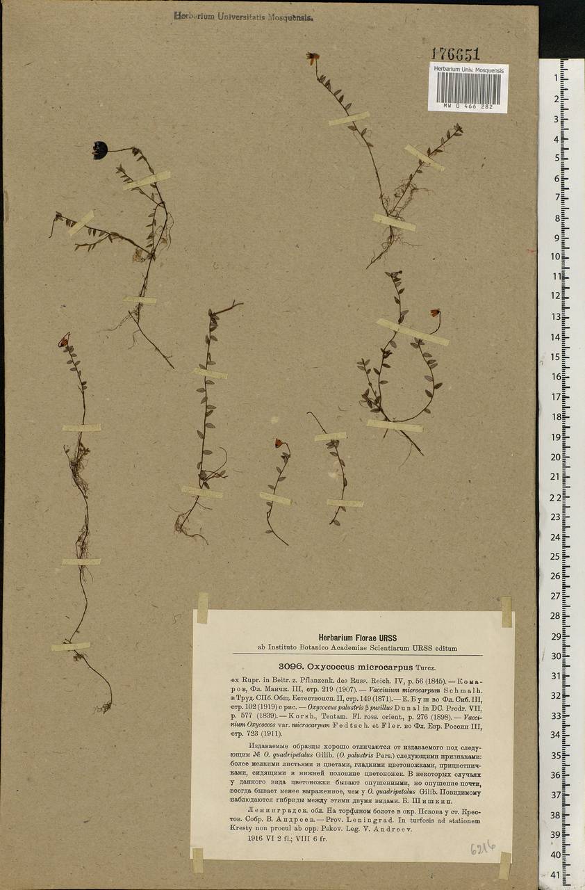 Vaccinium microcarpum (Turcz. ex Rupr.) Schmalh. ex Busch, Eastern Europe, North-Western region (E2) (Russia)