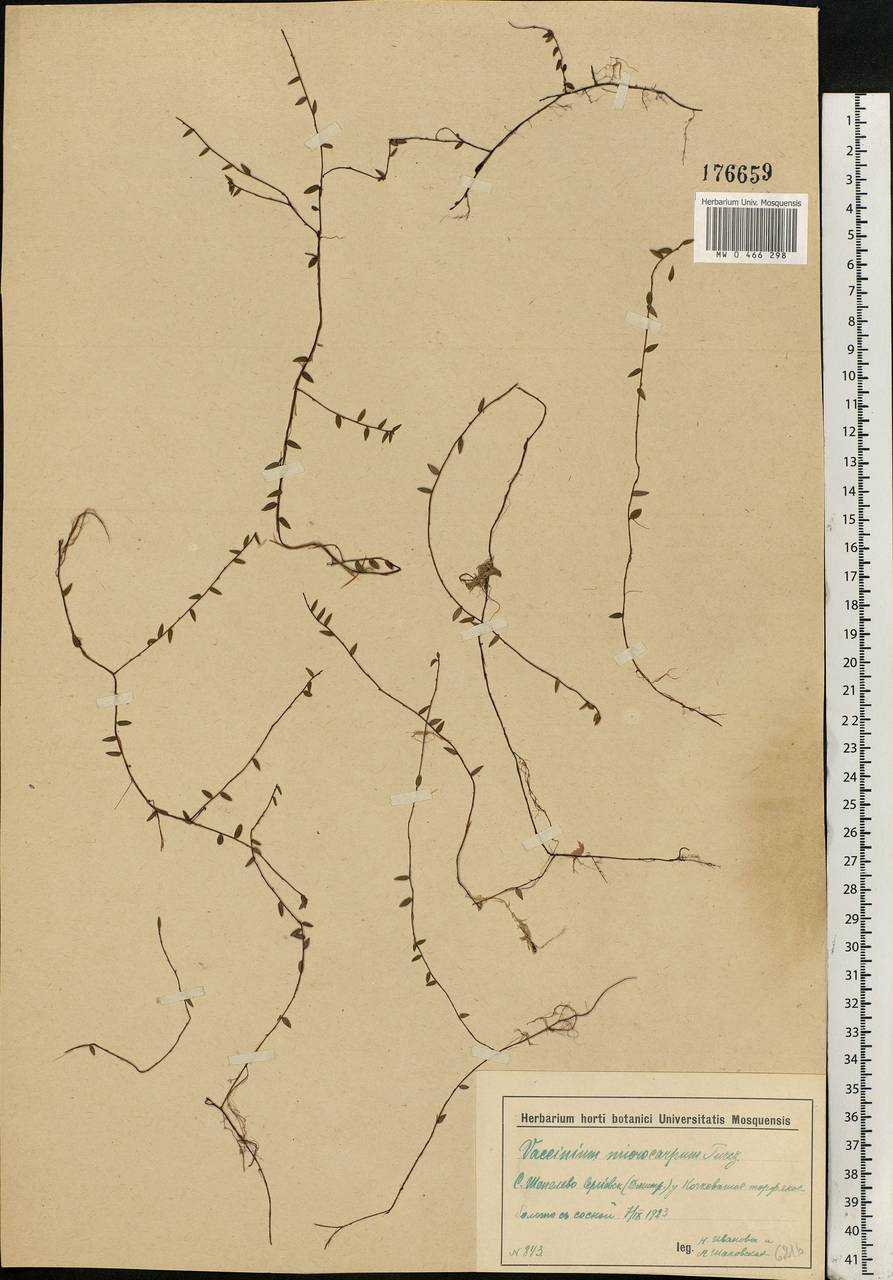 Vaccinium microcarpum (Turcz. ex Rupr.) Schmalh. ex Busch, Eastern Europe, Moscow region (E4a) (Russia)