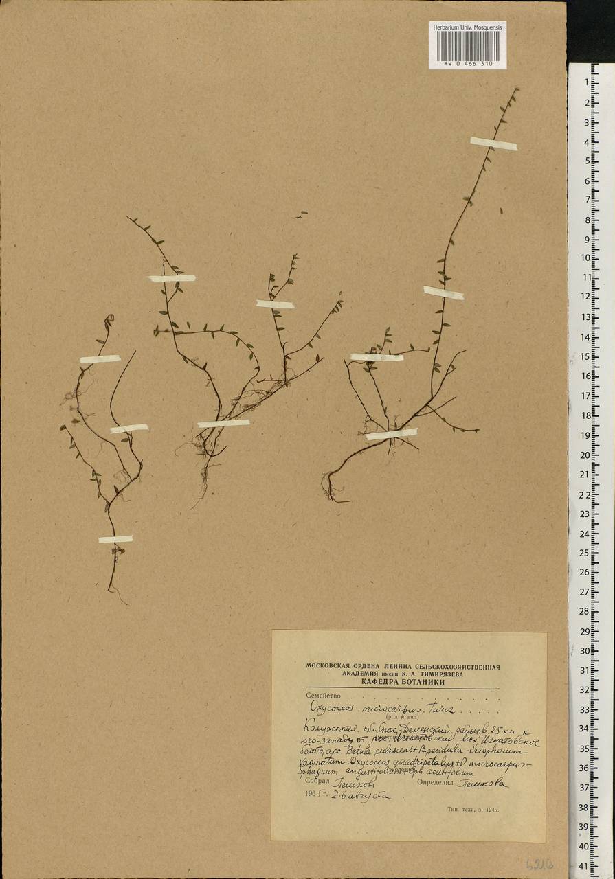 Vaccinium microcarpum (Turcz. ex Rupr.) Schmalh. ex Busch, Eastern Europe, Central region (E4) (Russia)