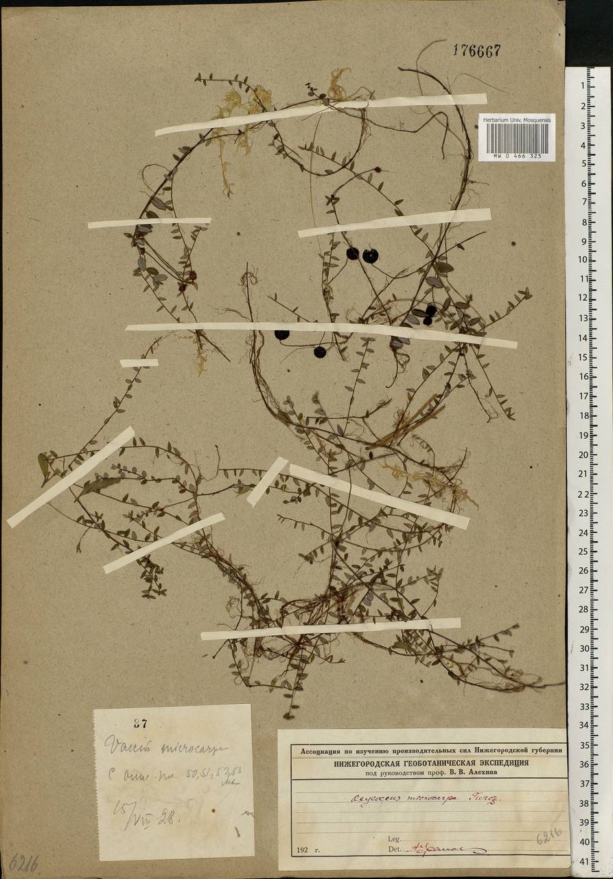 Vaccinium microcarpum (Turcz. ex Rupr.) Schmalh. ex Busch, Eastern Europe, Volga-Kama region (E7) (Russia)