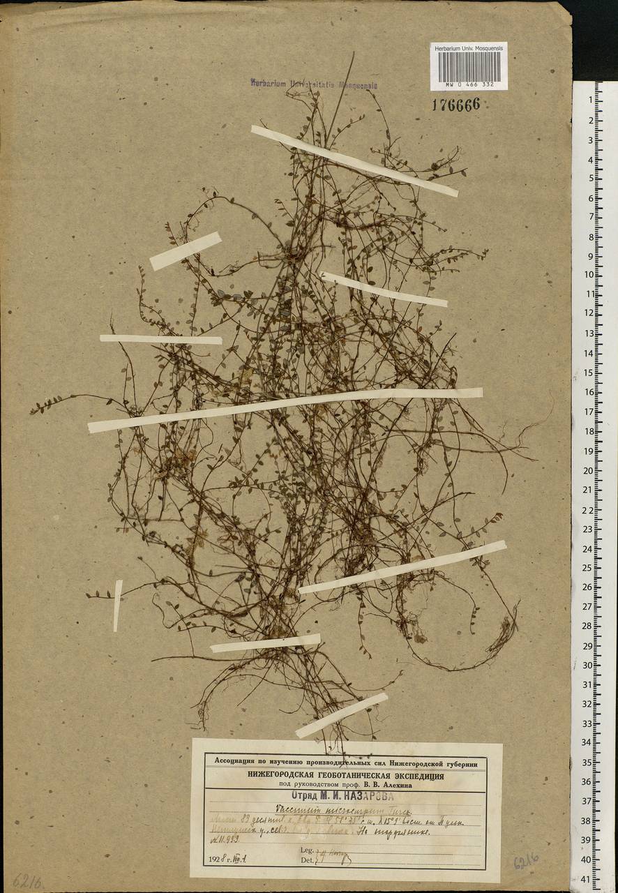 Vaccinium microcarpum (Turcz. ex Rupr.) Schmalh. ex Busch, Eastern Europe, Central forest region (E5) (Russia)