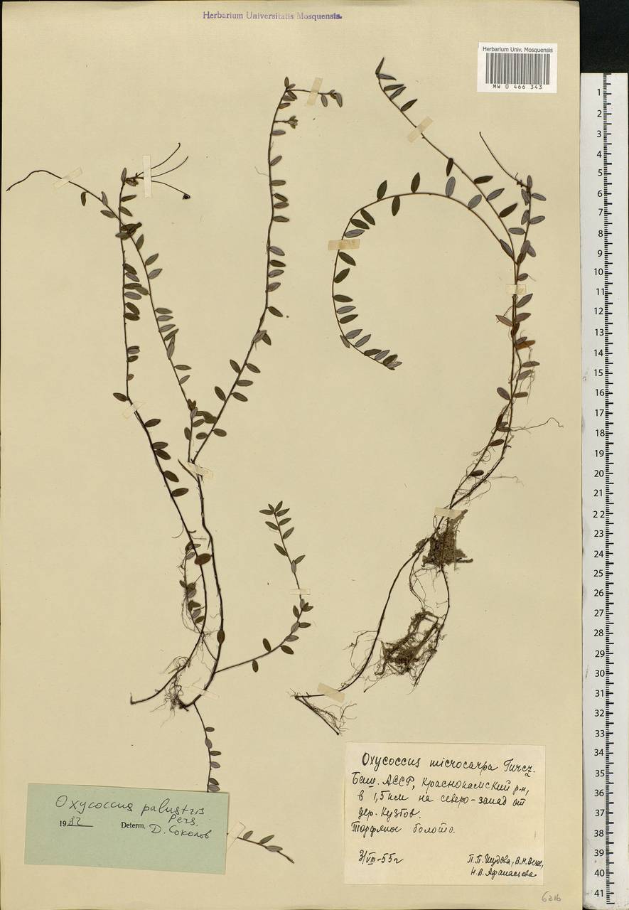 Vaccinium microcarpum (Turcz. ex Rupr.) Schmalh. ex Busch, Eastern Europe, Eastern region (E10) (Russia)