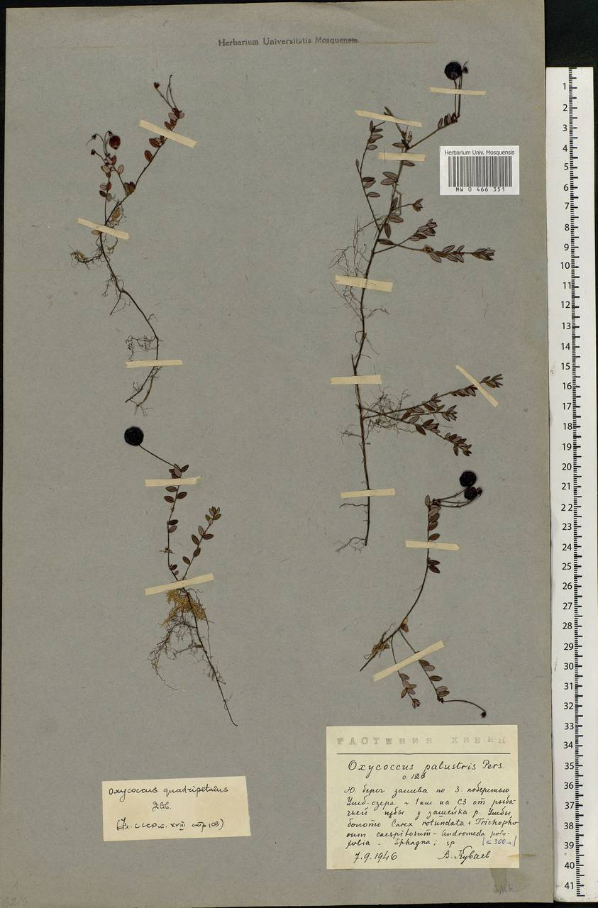 Vaccinium oxycoccos L., Eastern Europe, Northern region (E1) (Russia)