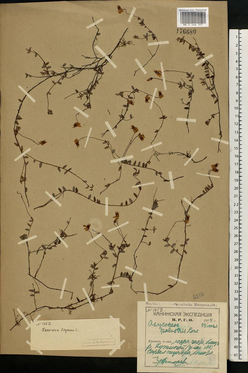 Vaccinium oxycoccos L., Eastern Europe, Northern region (E1) (Russia)