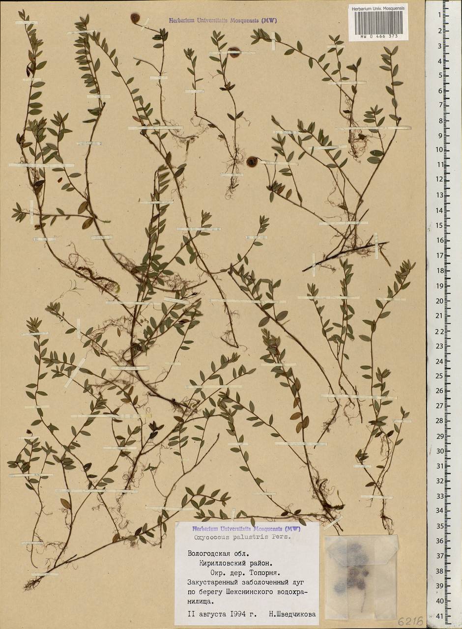 Vaccinium oxycoccos L., Eastern Europe, Northern region (E1) (Russia)