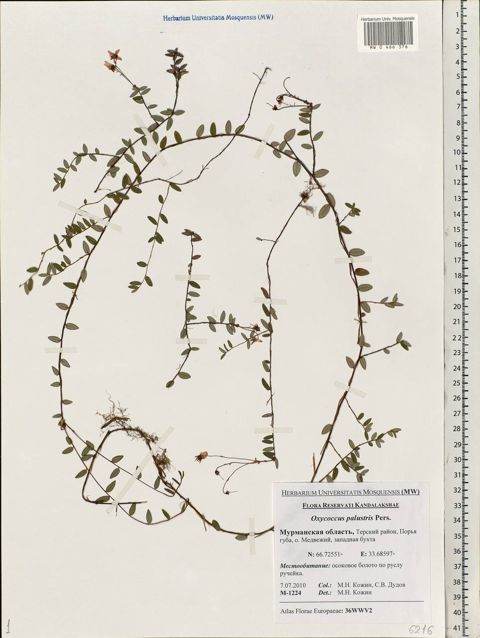 Vaccinium oxycoccos L., Eastern Europe, Northern region (E1) (Russia)