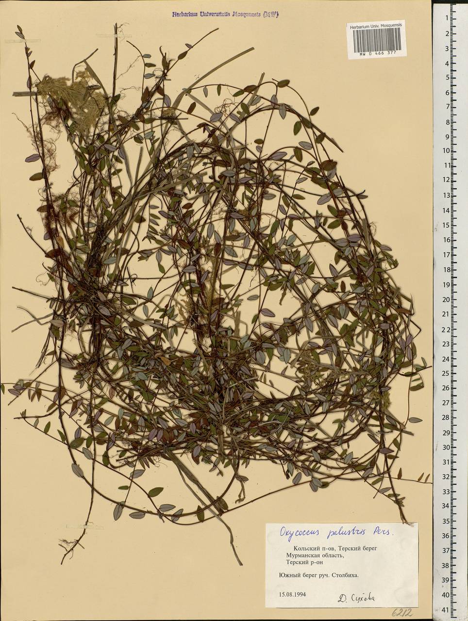 Vaccinium oxycoccos L., Eastern Europe, Northern region (E1) (Russia)