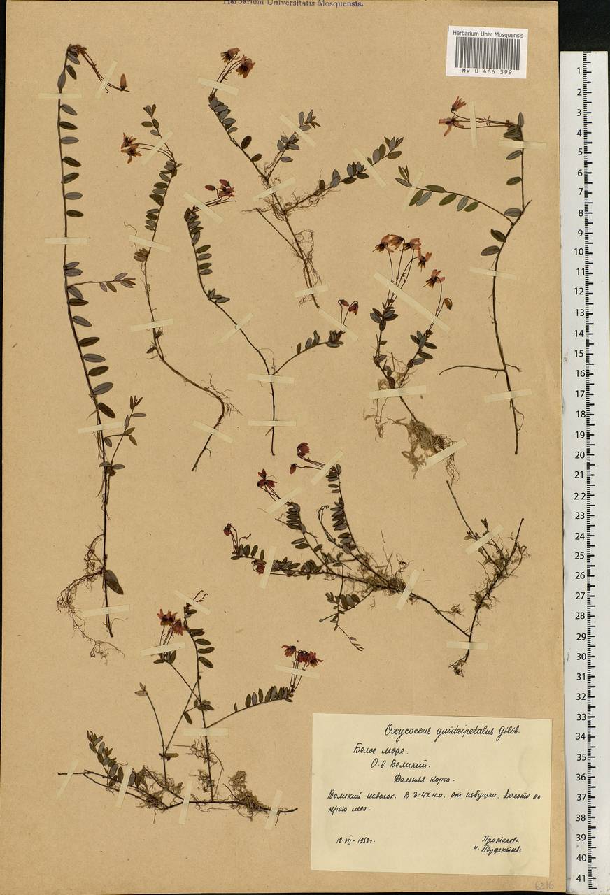 Vaccinium oxycoccos L., Eastern Europe, Northern region (E1) (Russia)