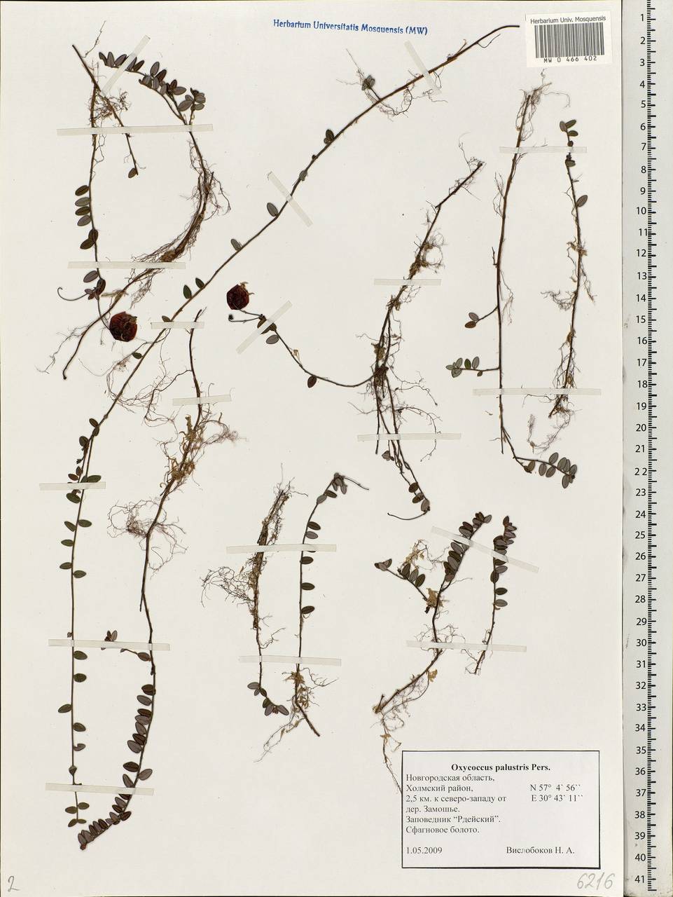 Vaccinium oxycoccos L., Eastern Europe, North-Western region (E2) (Russia)