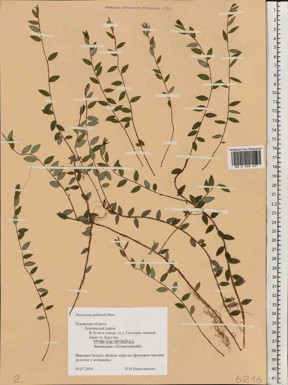 Vaccinium oxycoccos L., Eastern Europe, North-Western region (E2) (Russia)