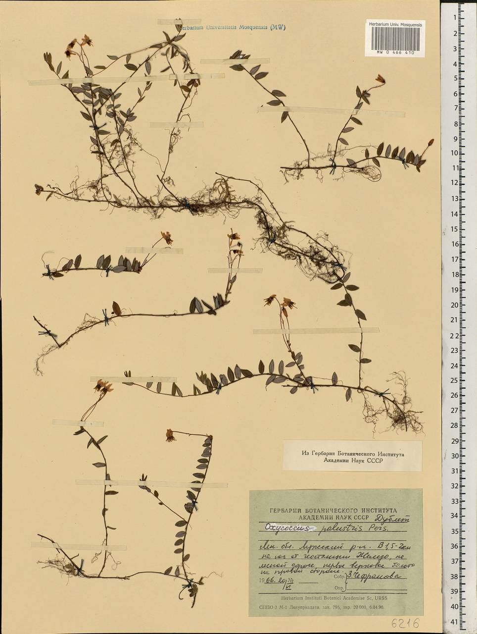 Vaccinium oxycoccos L., Eastern Europe, North-Western region (E2) (Russia)