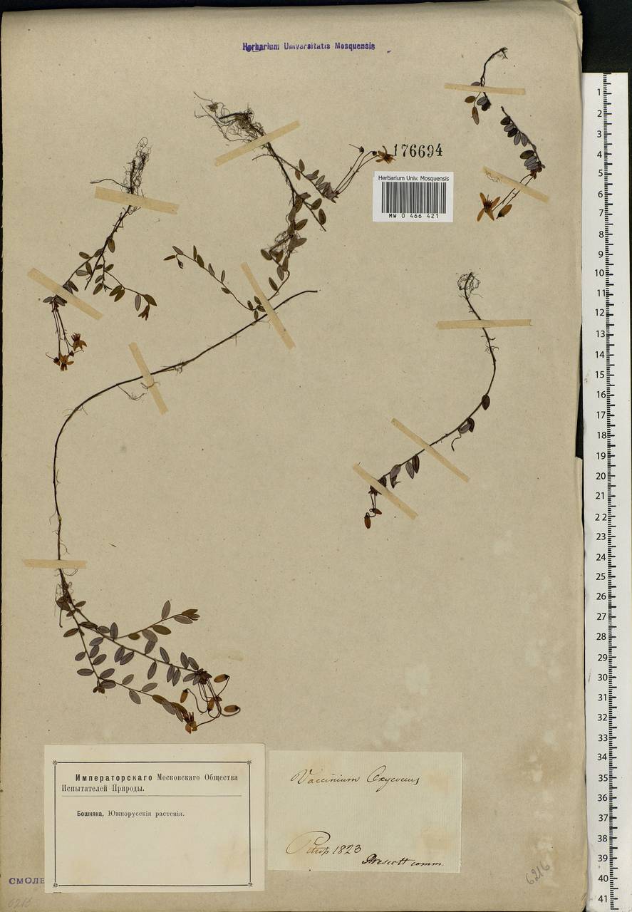 Vaccinium oxycoccos L., Eastern Europe, North-Western region (E2) (Russia)