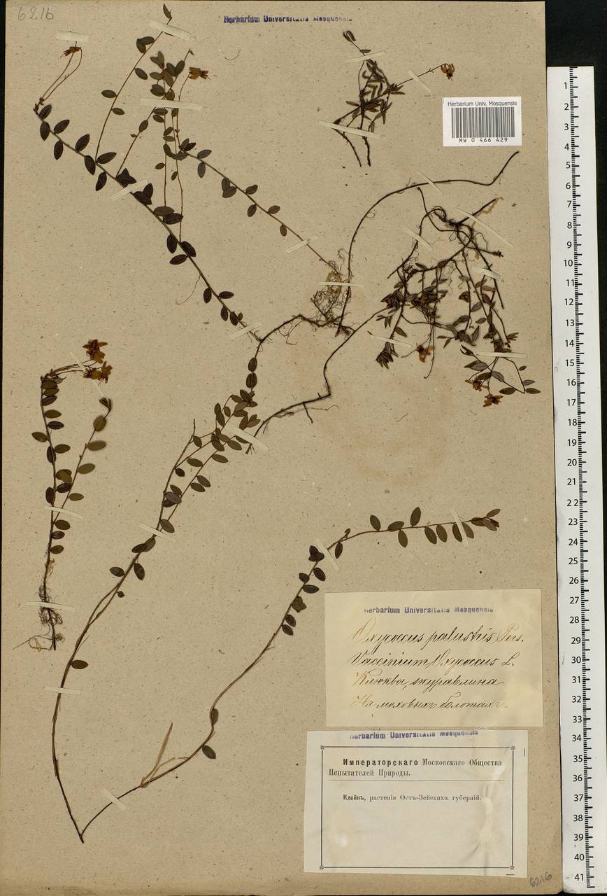 Vaccinium oxycoccos L., Eastern Europe, Latvia (E2b) (Latvia)