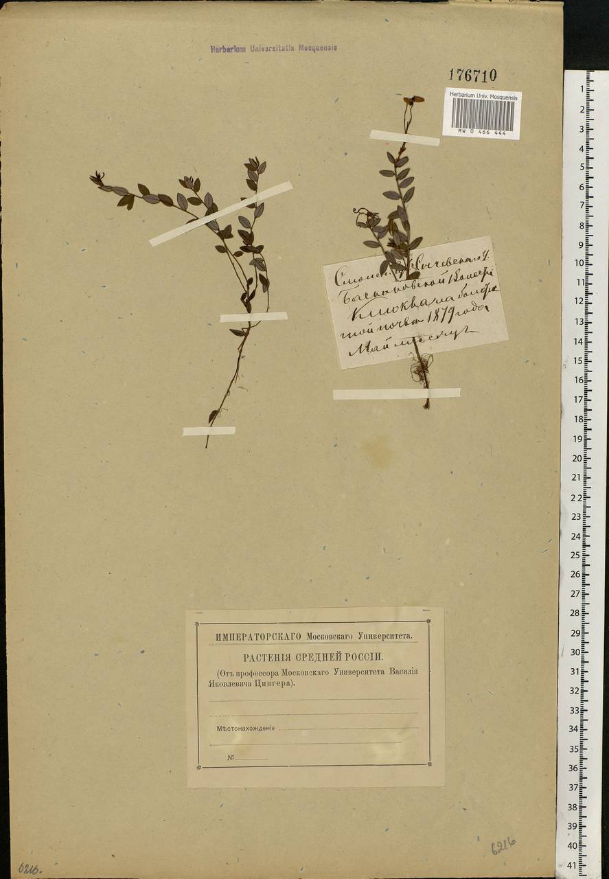 Vaccinium oxycoccos L., Eastern Europe, Western region (E3) (Russia)