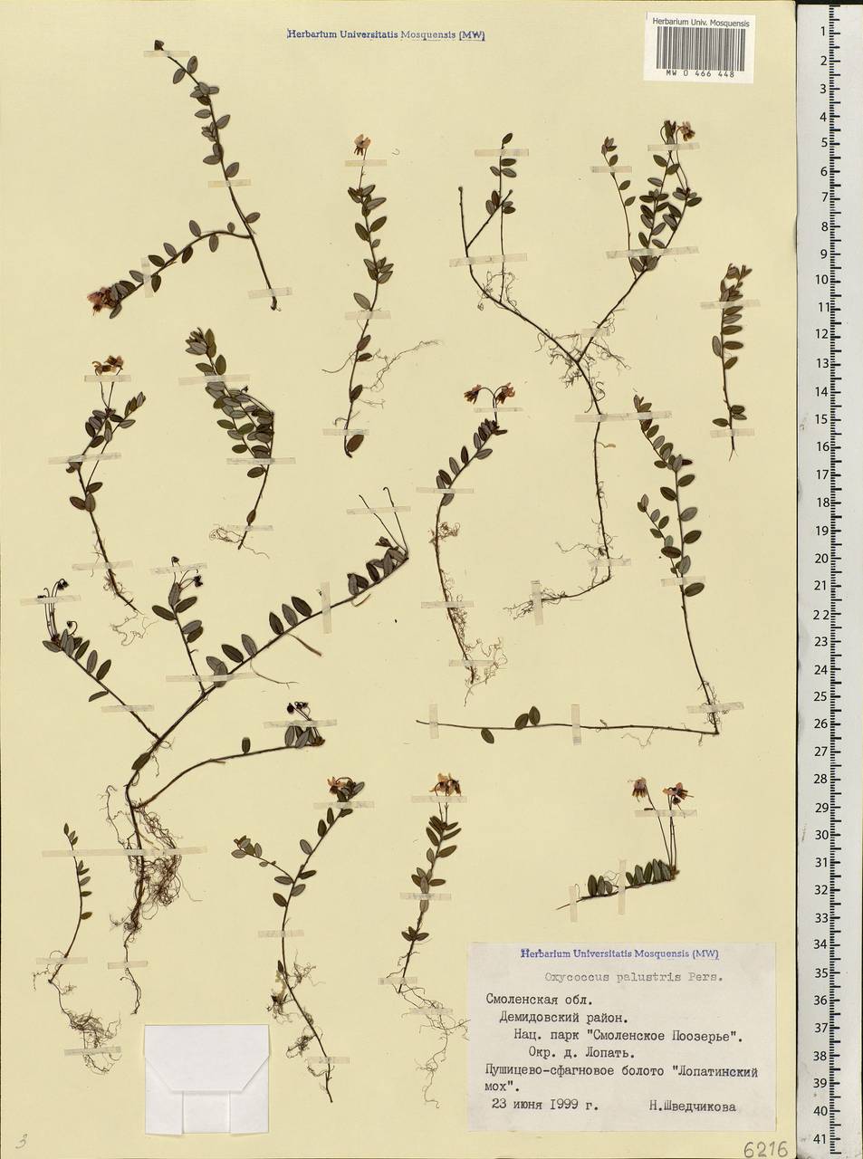 Vaccinium oxycoccos L., Eastern Europe, Western region (E3) (Russia)