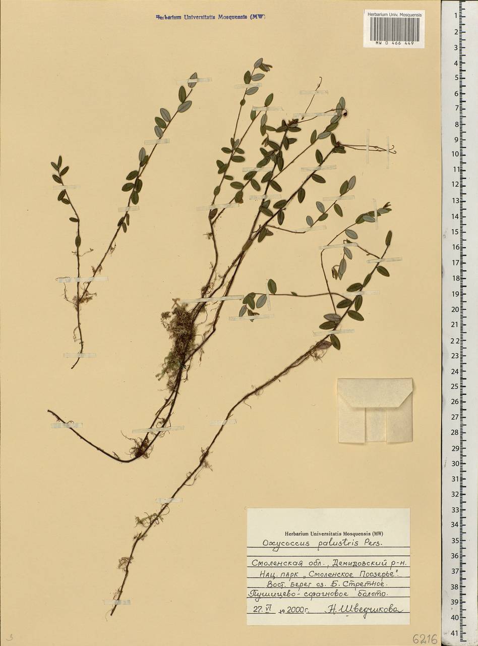 Vaccinium oxycoccos L., Eastern Europe, Western region (E3) (Russia)