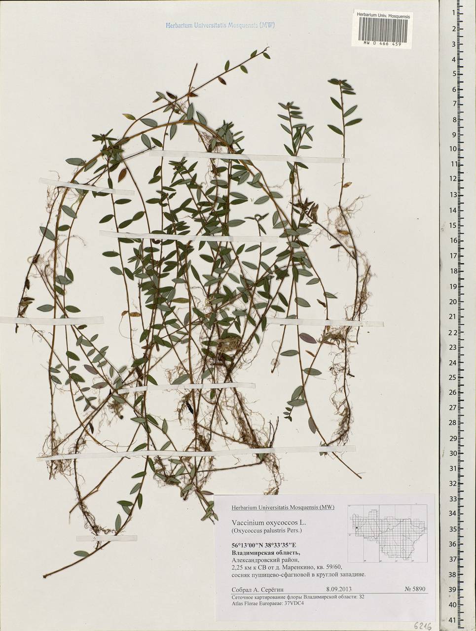 Vaccinium oxycoccos L., Eastern Europe, Central region (E4) (Russia)