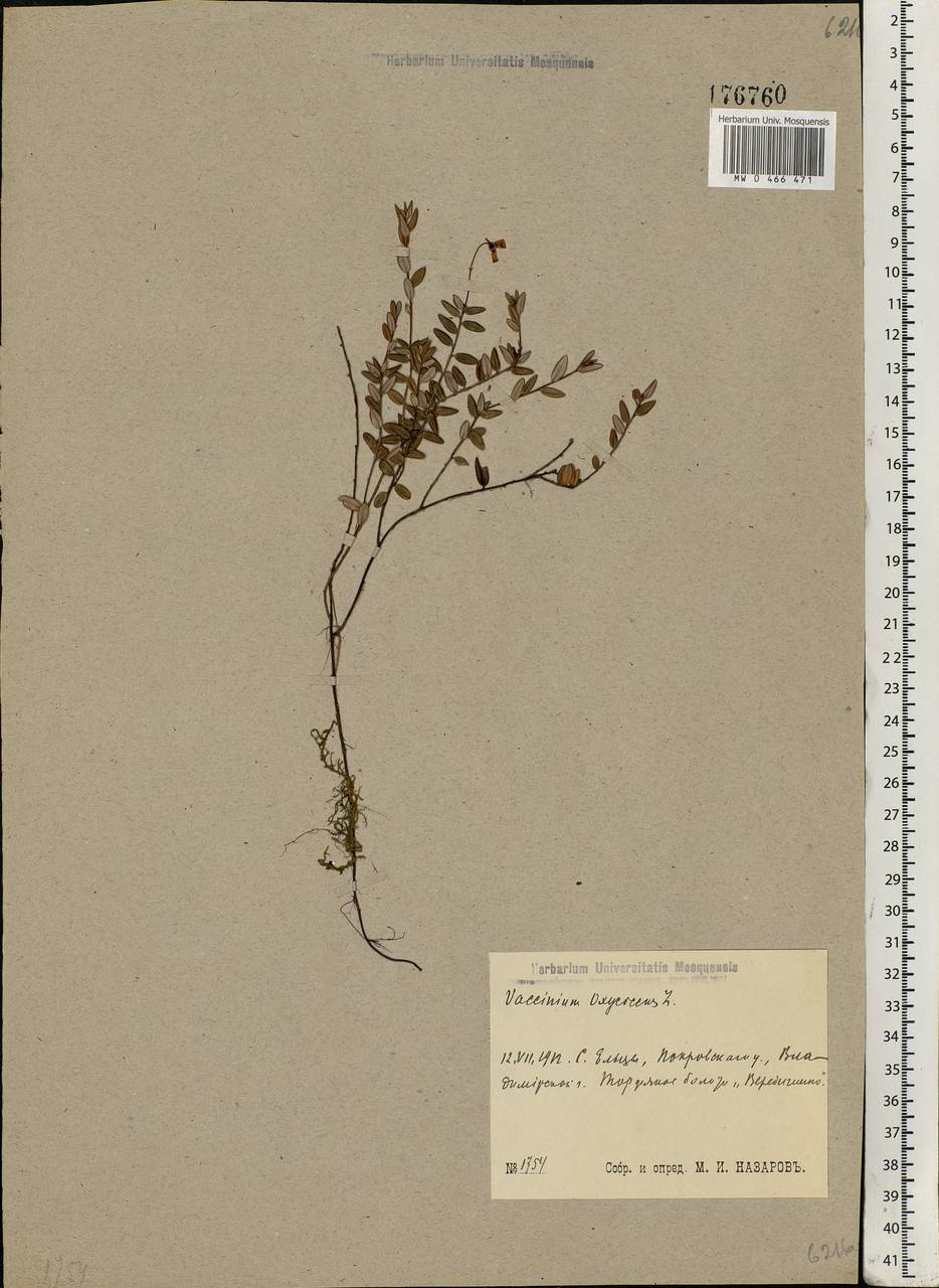 Vaccinium oxycoccos L., Eastern Europe, Central region (E4) (Russia)