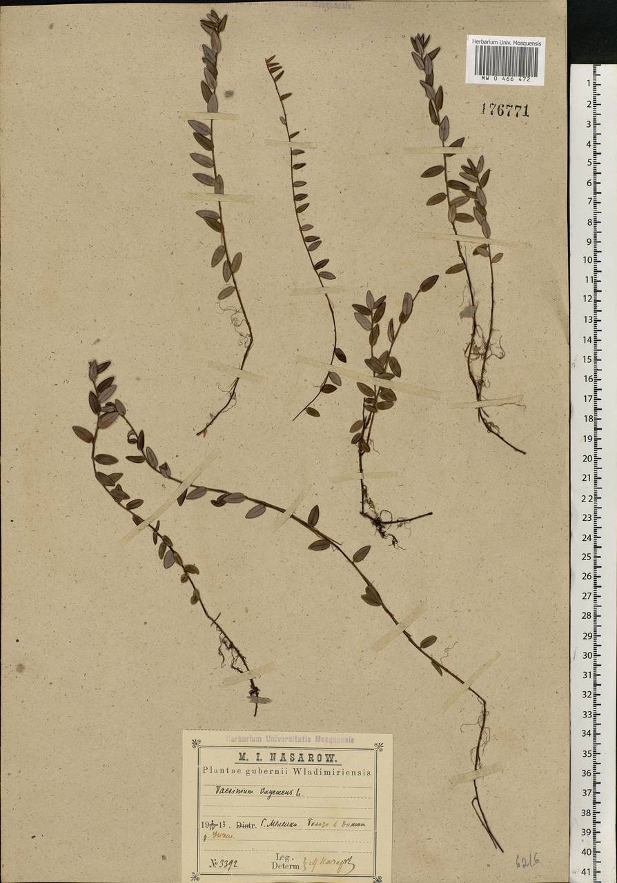 Vaccinium oxycoccos L., Eastern Europe, Central region (E4) (Russia)