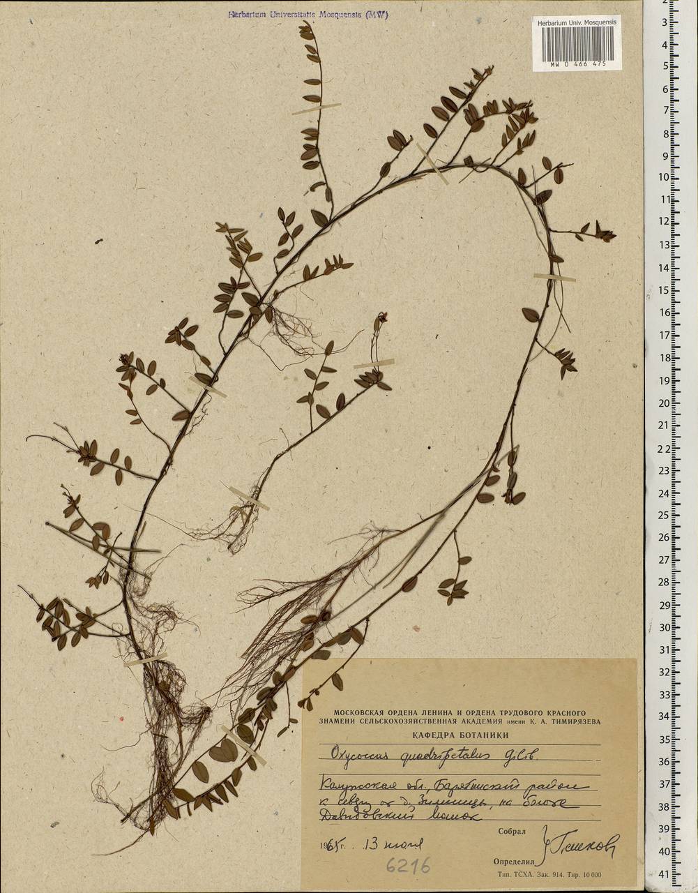 Vaccinium oxycoccos L., Eastern Europe, Central region (E4) (Russia)