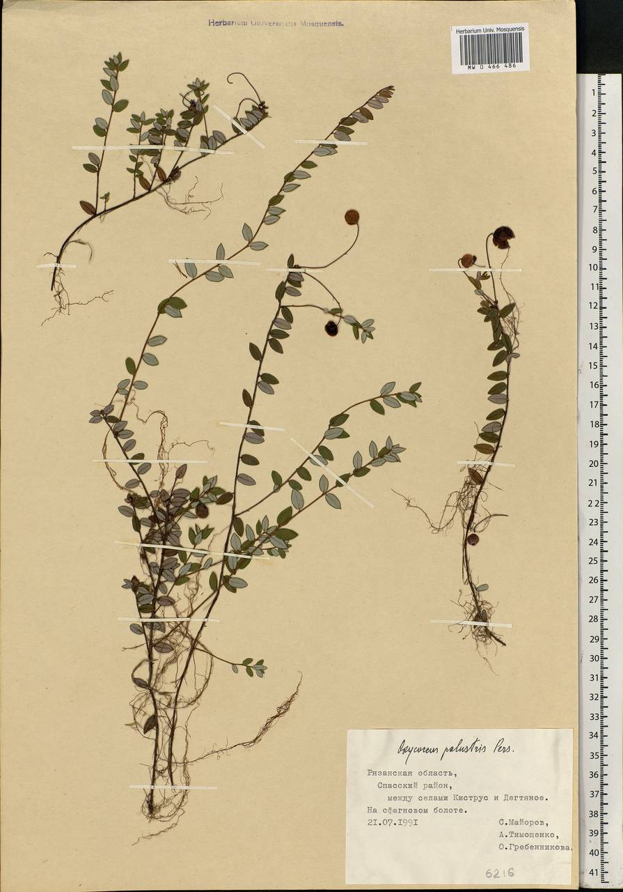 Vaccinium oxycoccos L., Eastern Europe, Central region (E4) (Russia)