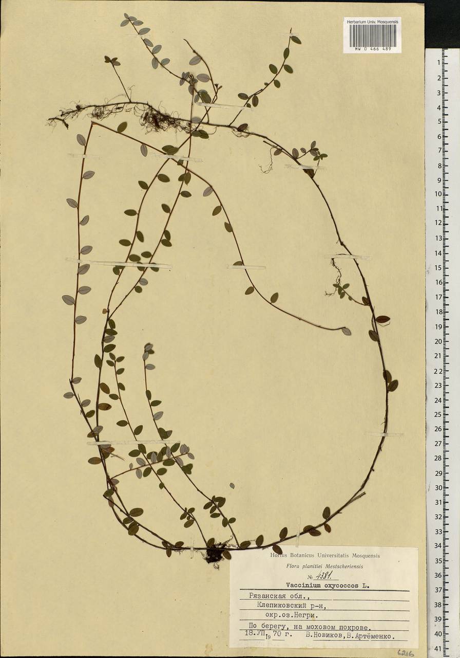 Vaccinium oxycoccos L., Eastern Europe, Central region (E4) (Russia)