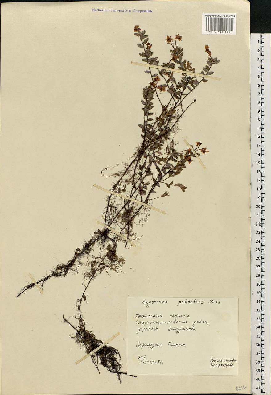 Vaccinium oxycoccos L., Eastern Europe, Central region (E4) (Russia)